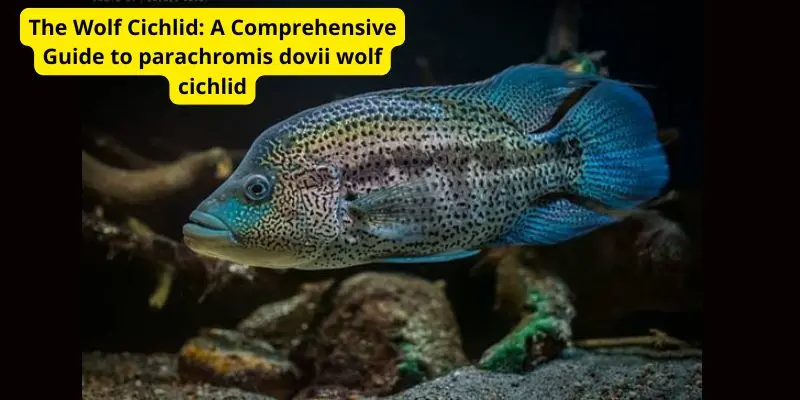 The Wolf Cichlid: A Comprehensive Guide to parachromis dovii wolf cichlid