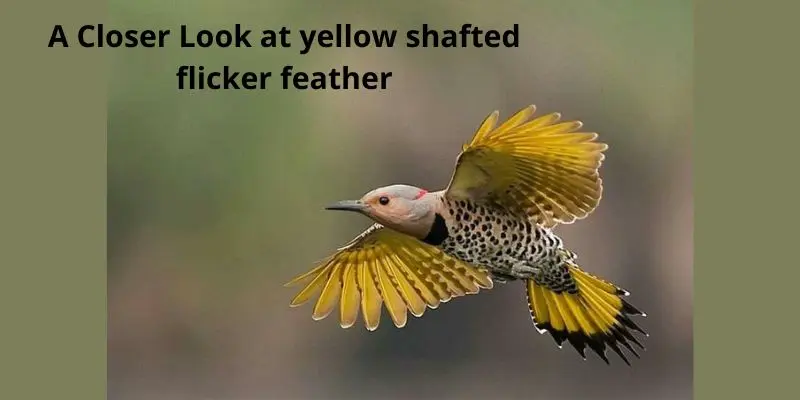 A Closer Look at yellow shafted flicker feather