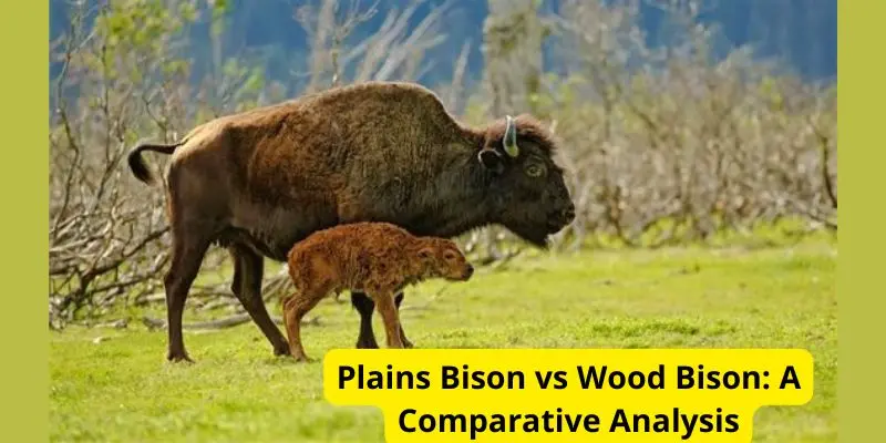 Plains Bison vs Wood Bison: A Comparative Analysis