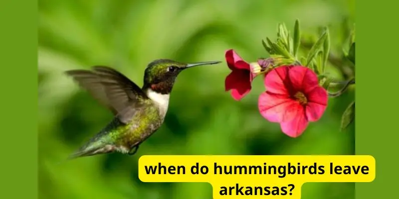 When do hummingbirds leave arkansas?