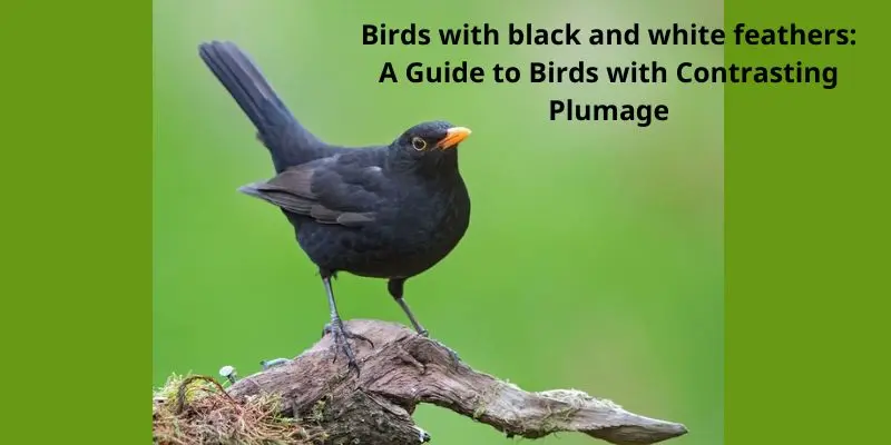 Birds with black and white feathers: A Guide to Birds with Contrasting Plumage