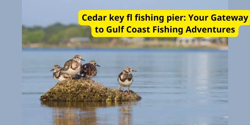 Cedar key fl fishing pier: Your Gateway to Gulf Coast Fishing Adventures