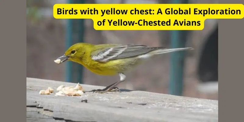 Birds with yellow chest: A Global Exploration of Yellow-Chested Avians