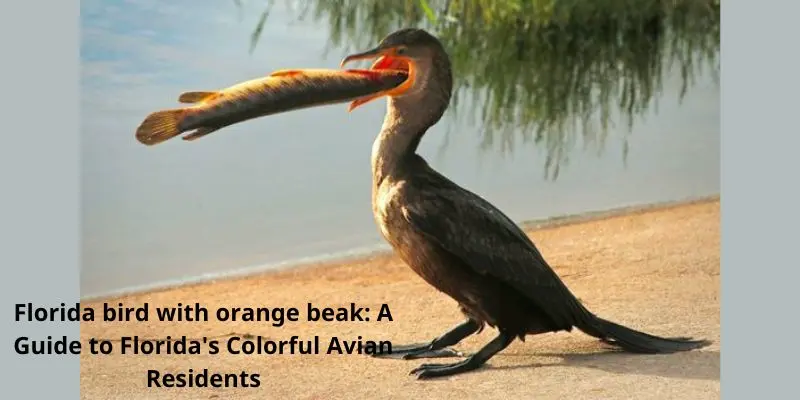 Florida bird with orange beak: A Guide to Florida’s Colorful Avian Residents