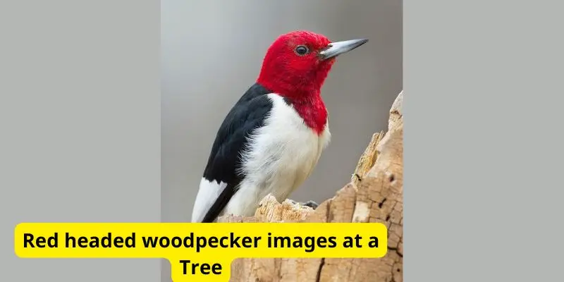 Red headed woodpecker images at a Tree