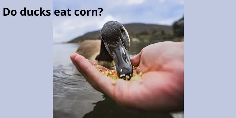 Do ducks eat corn?