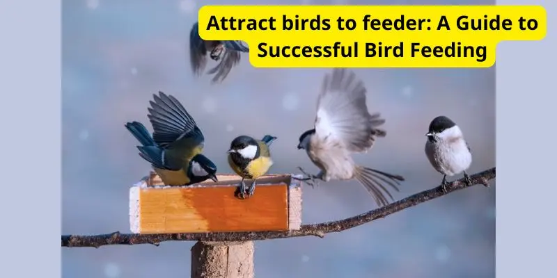 Attract birds to feeder: A Guide to Successful Bird Feeding