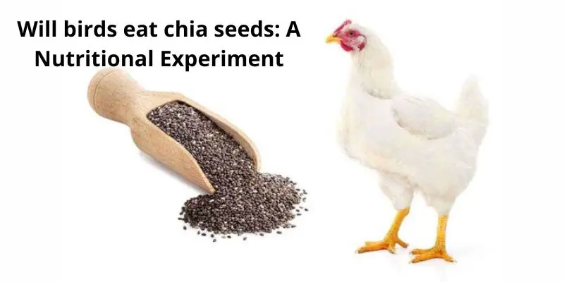 Will birds eat chia seeds: A Nutritional Experiment