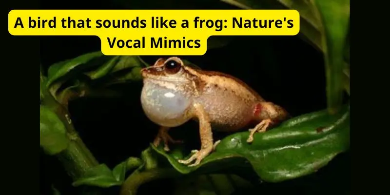 A bird that sounds like a frog: Nature’s Vocal Mimics